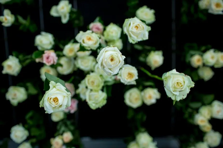 Roses at Jardin Blanc