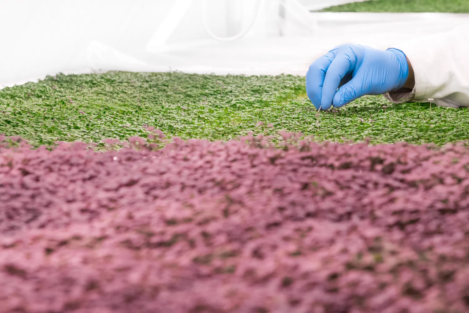 Micro herbs