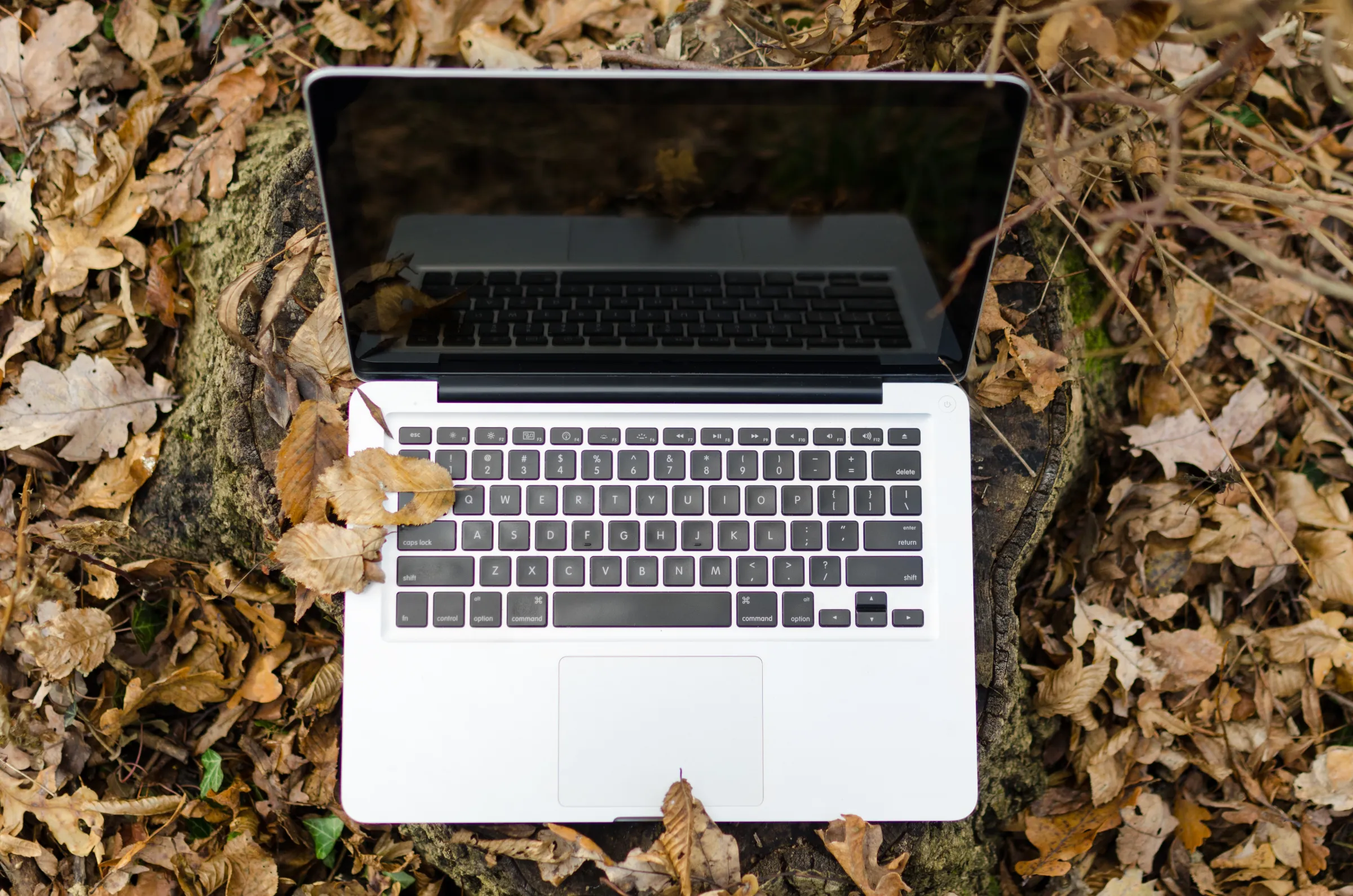 Laptop in leaves