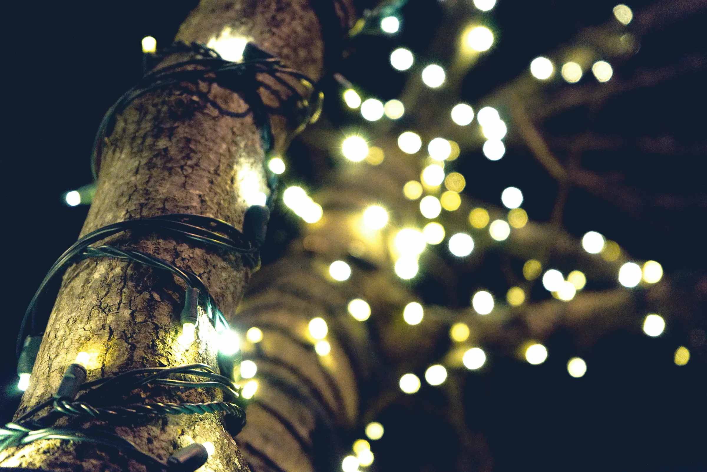 Christmas Lights on tree