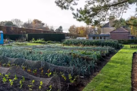 Fresh produce growing as part of a sustainable food programme