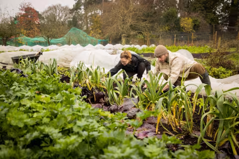 Farmers harvesting vegetables at Full Circle Farm