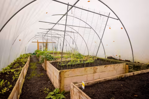 Growing beds inside a polytunnel at Full Circle Farm