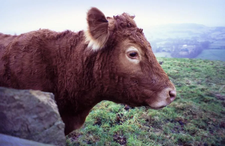 Cow