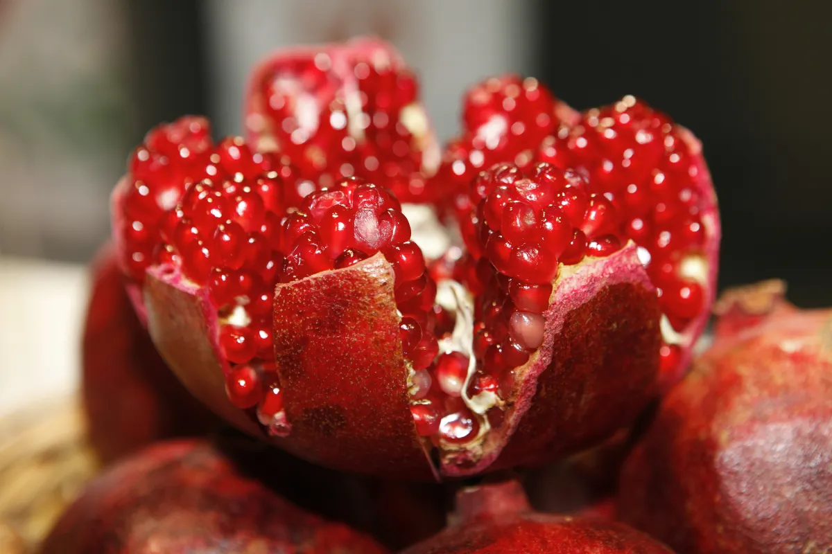 Fruit 