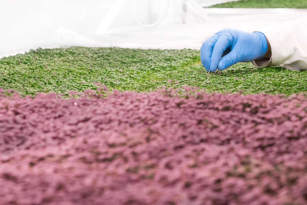 Micro herbs
